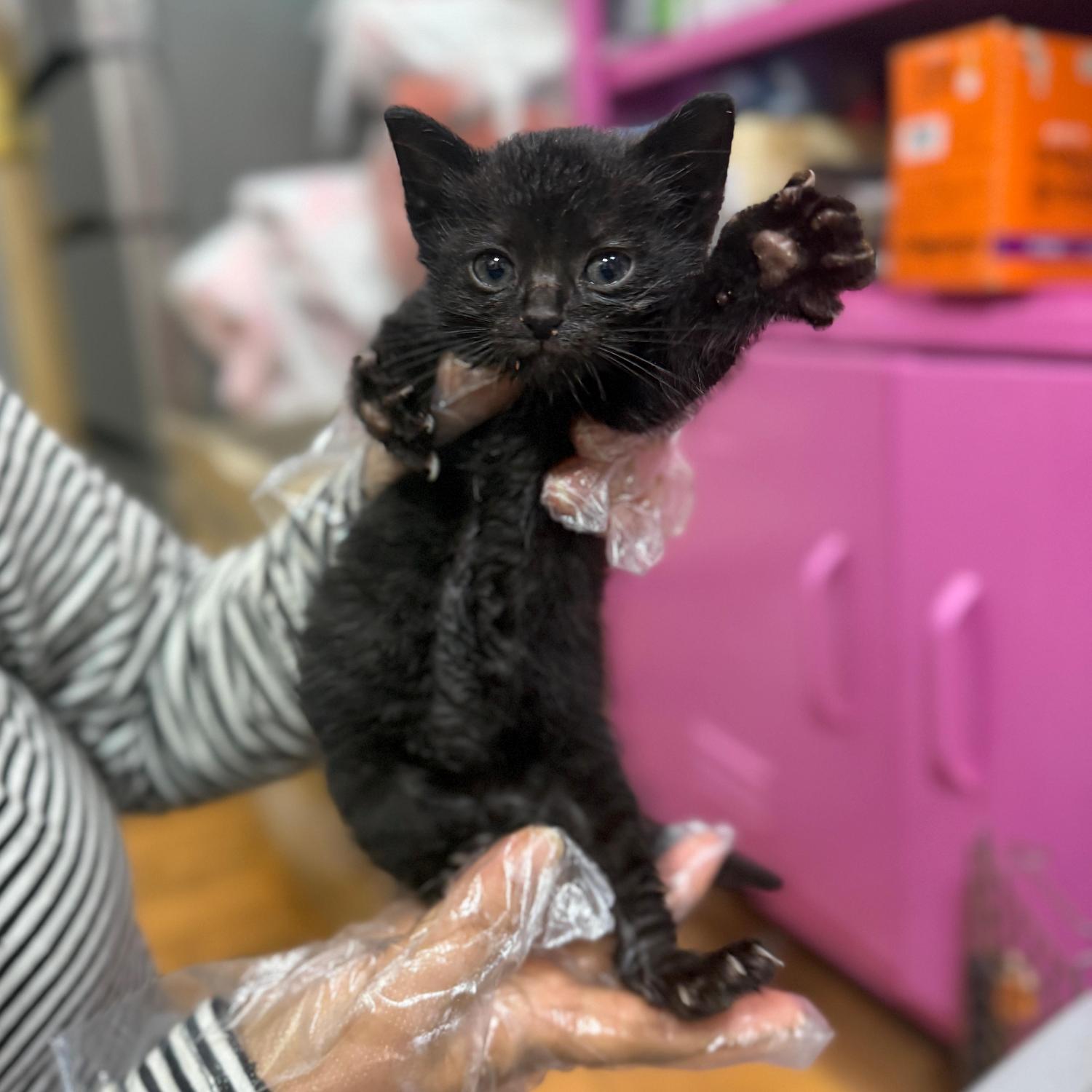 종료(자연사) 한국…