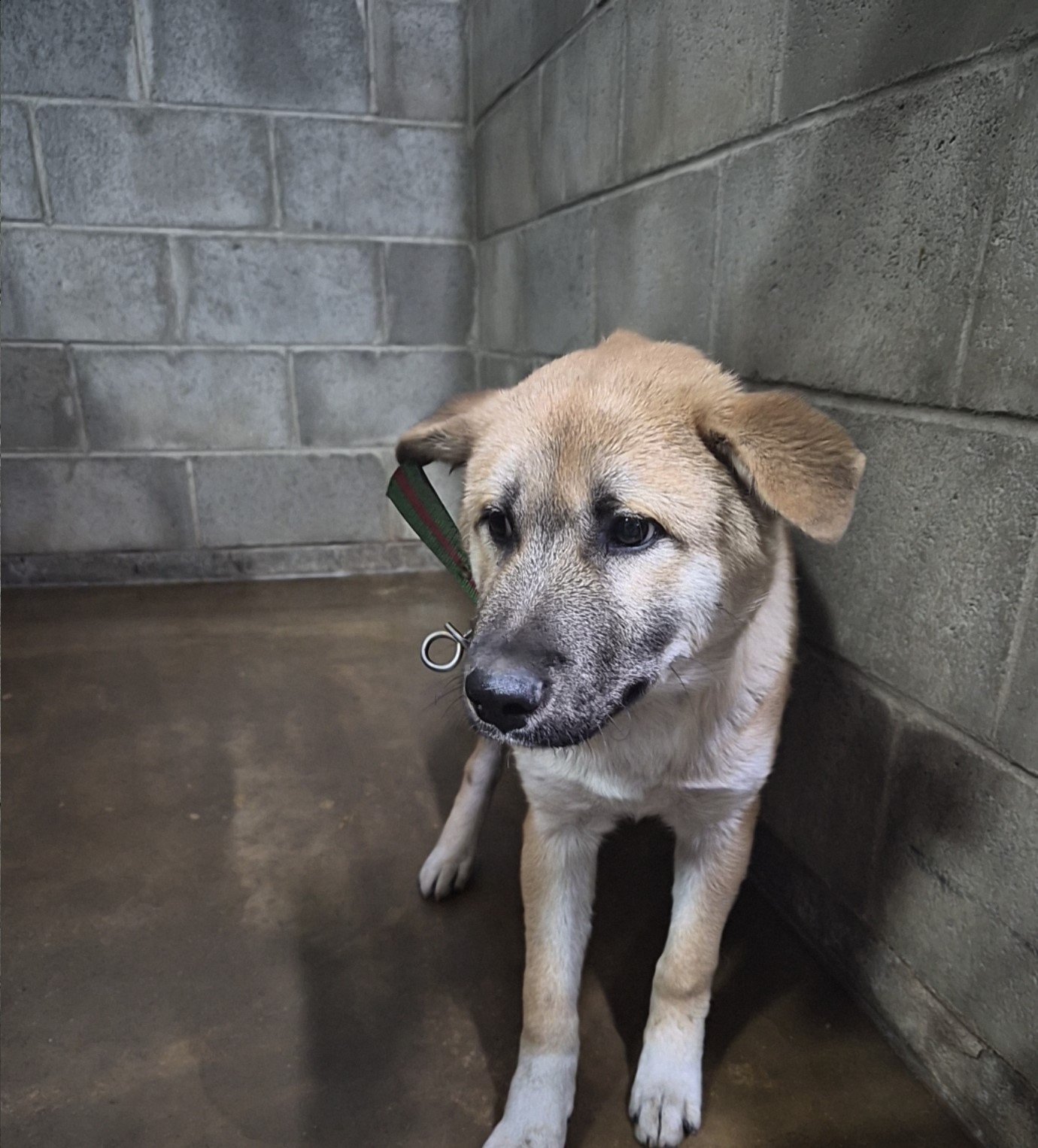 군산유기동물보호센터_445467202502038