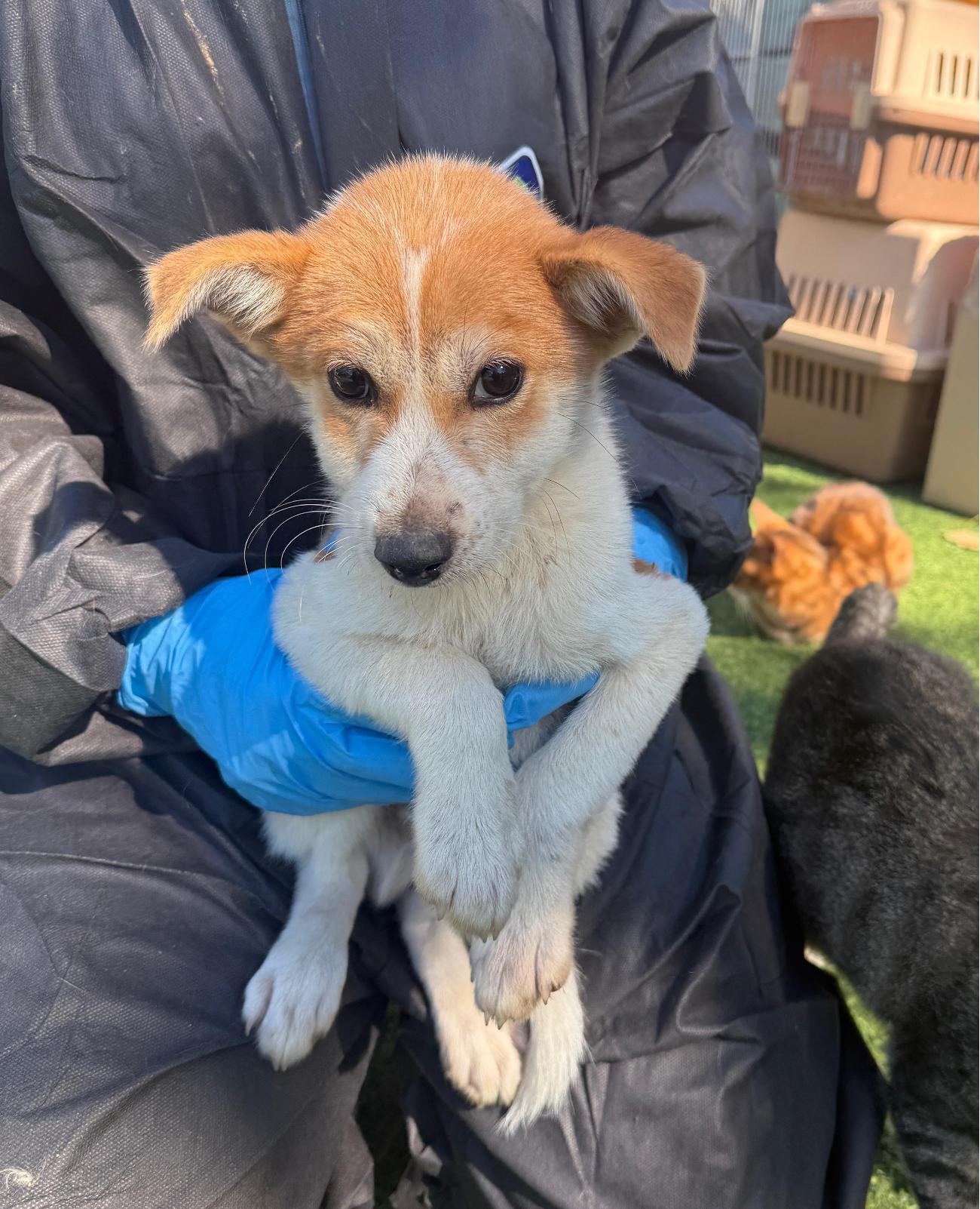 보호중 믹스견의 가…