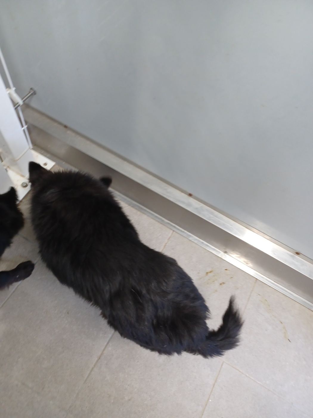 인제군동물보호센터_442433202500566