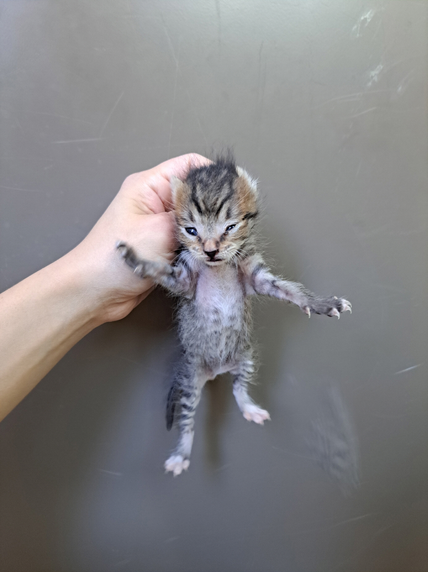 보호중 한국 고양이…