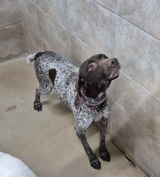 종료(반환) 저먼 …