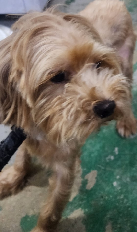 인천광역시수의사회_428351202500589