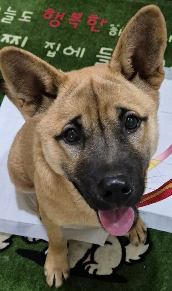 종료(반환) 믹스견…