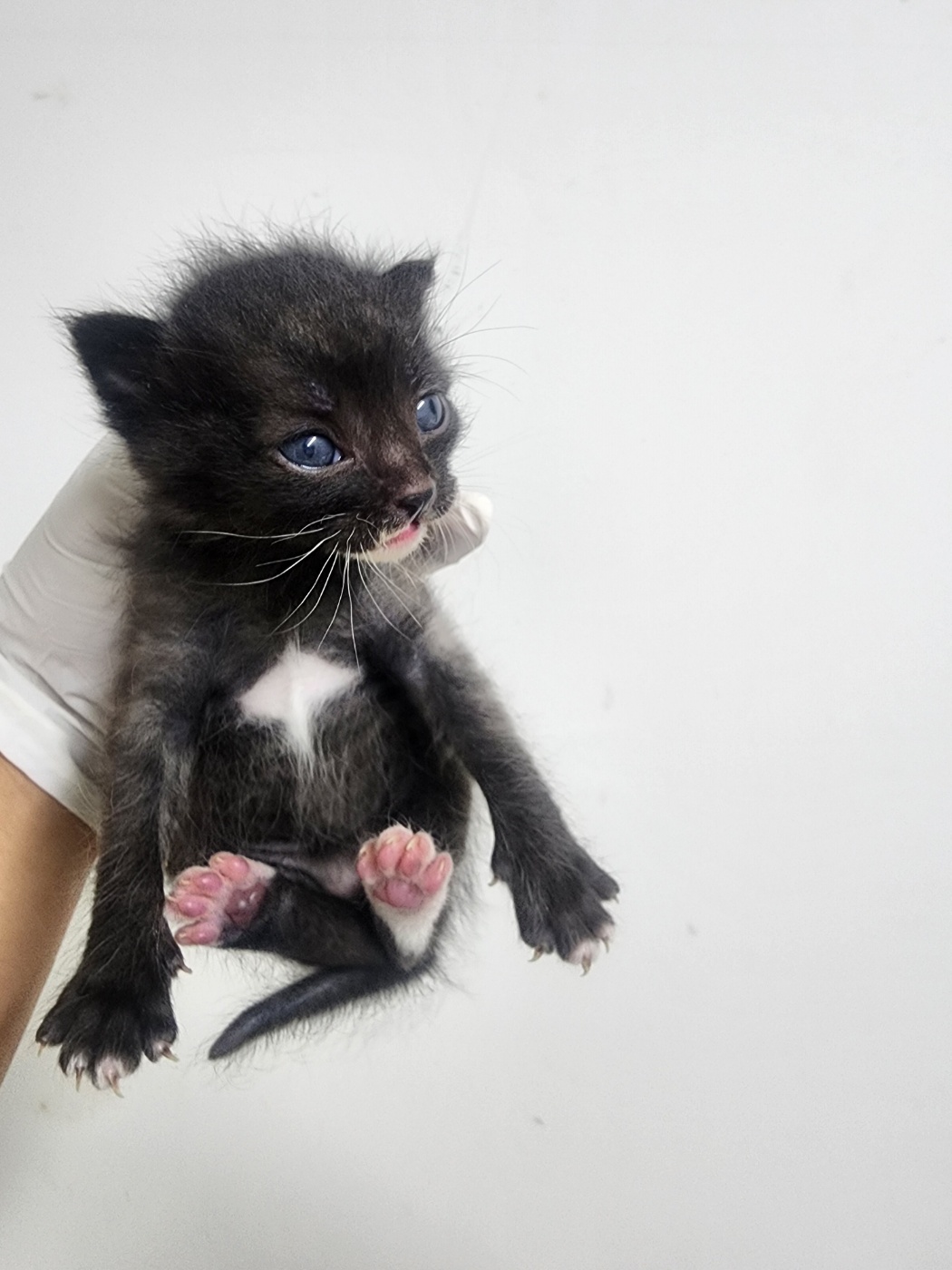 인천광역시수의사회_428353202500986