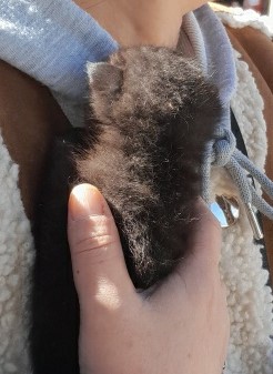 보호중 한국 고양이…