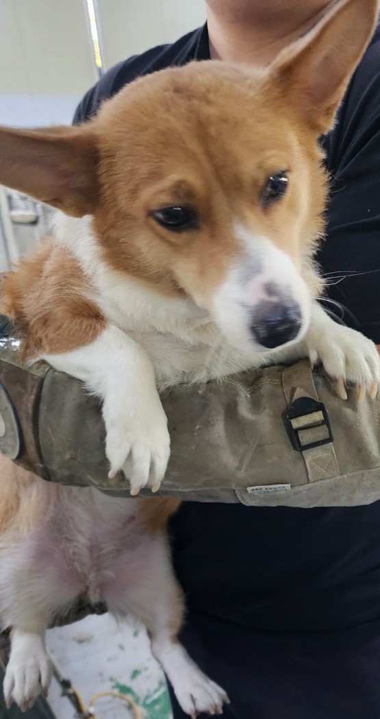 보호중 웰시 코기 …