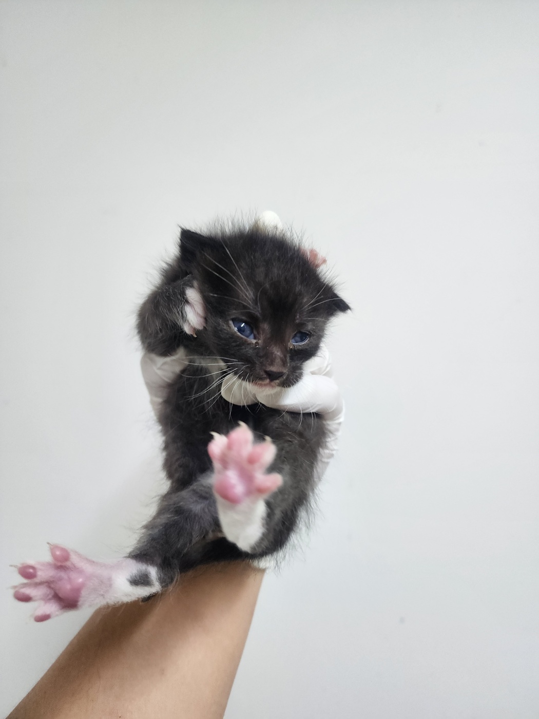 종료(기증) 한국 …