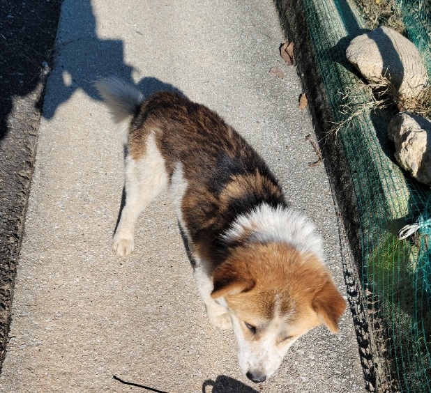 종료(반환) 믹스견…