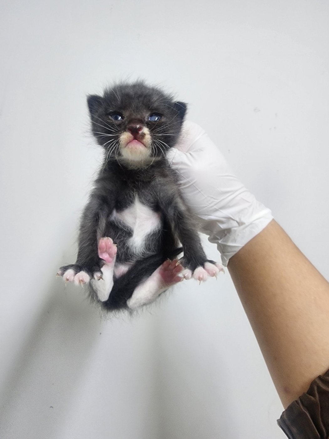 인천광역시수의사회_428353202500988