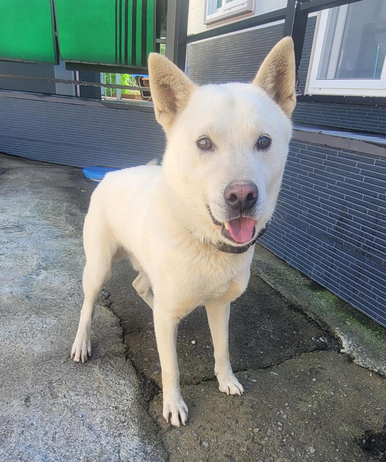 종료(입양) 진도견…