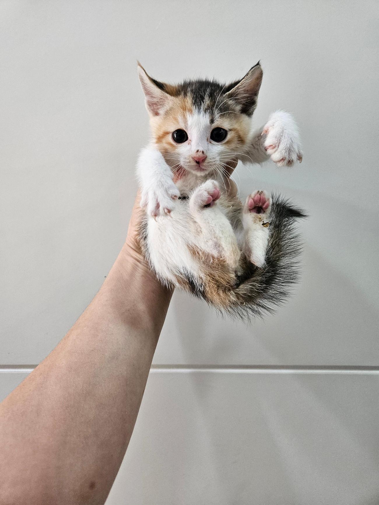 종료(입양) 한국 …