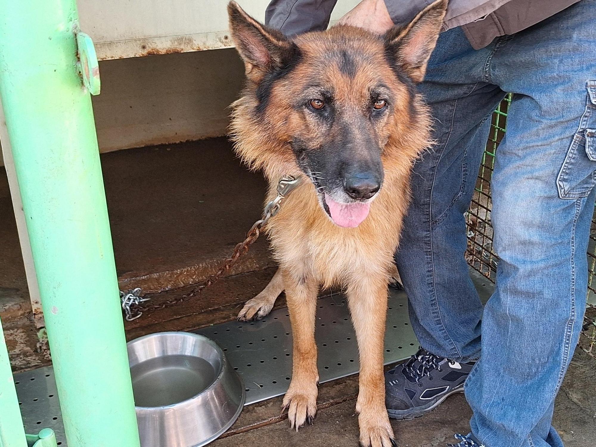 종료(반환) 셰퍼드…