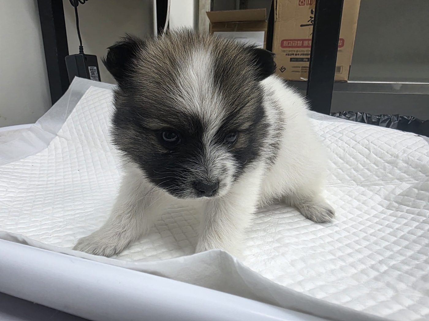 종료(기증) 믹스견…