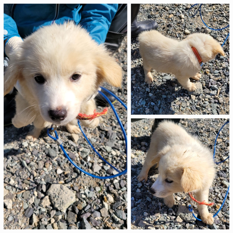 종료(입양) 믹스견…