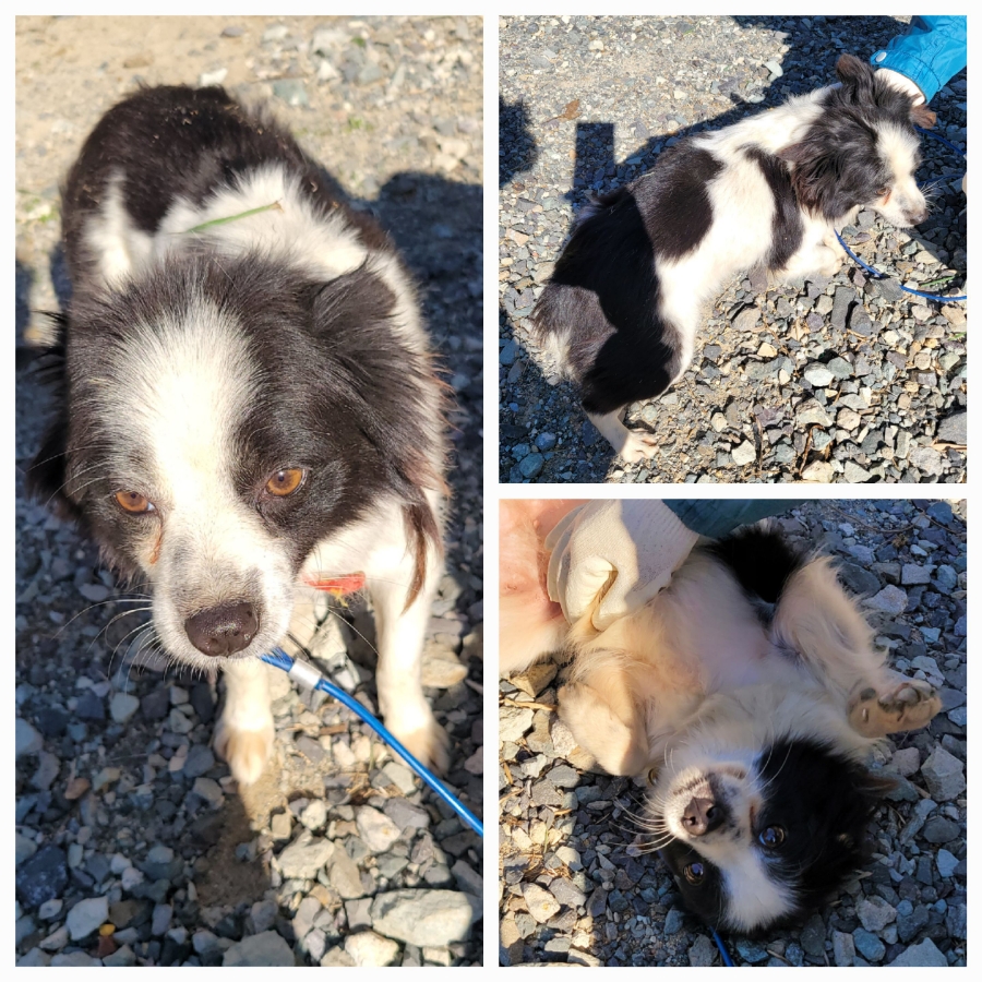 무안군유기동물보호소_446495202500354