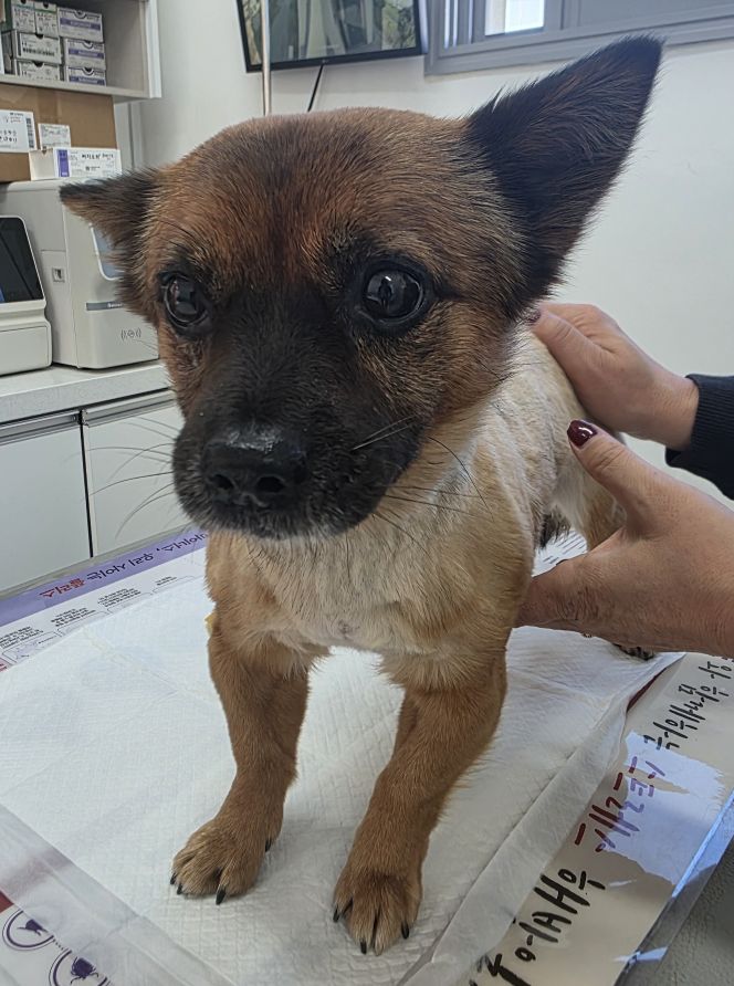 종료(입양) 믹스견…