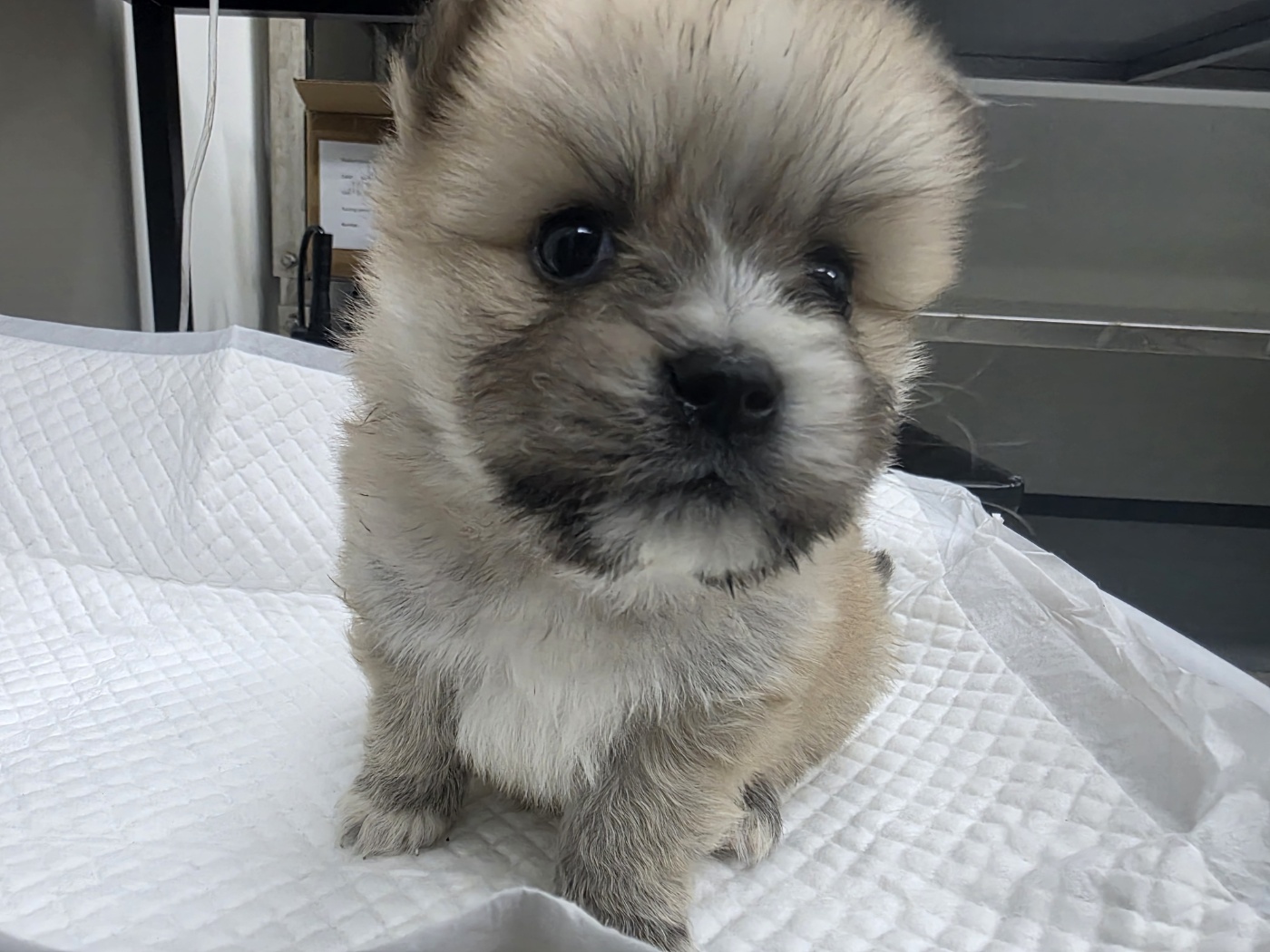 종료(기증) 믹스견…