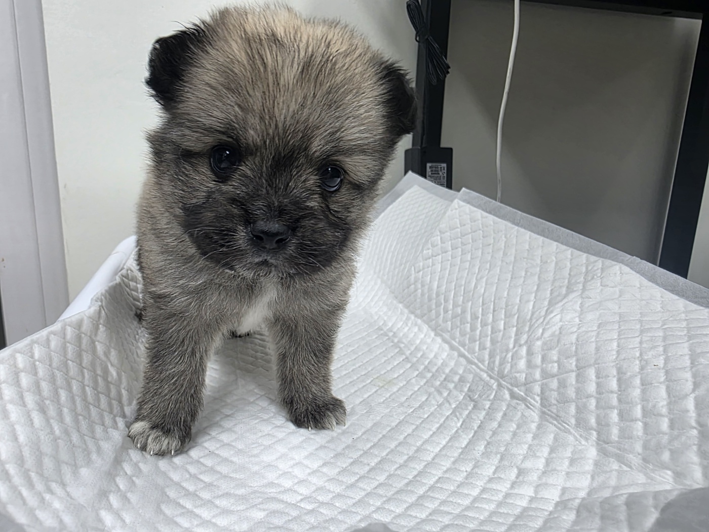 고양시동물보호센터_441394202502376