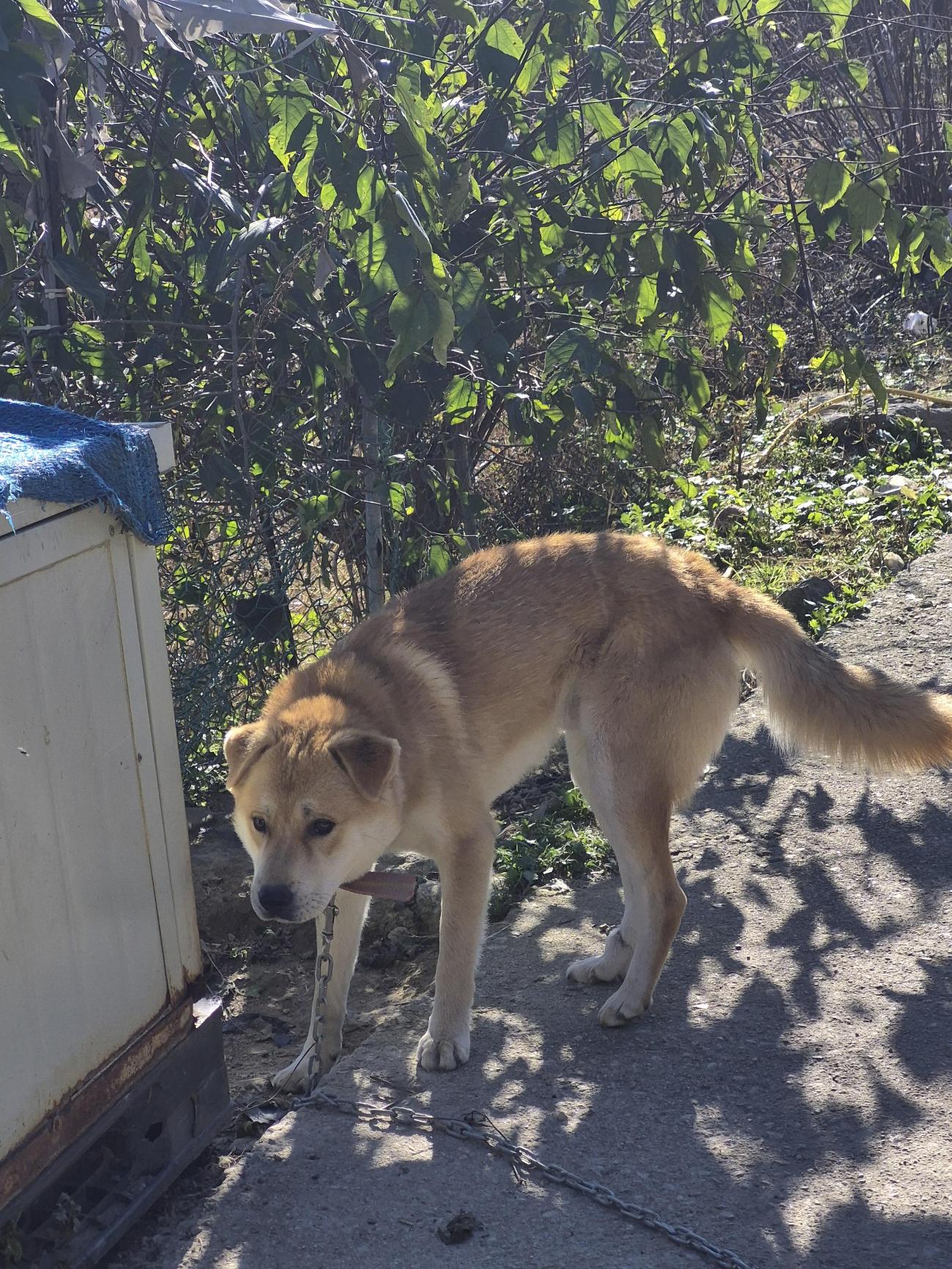 종료(반환) 믹스견…