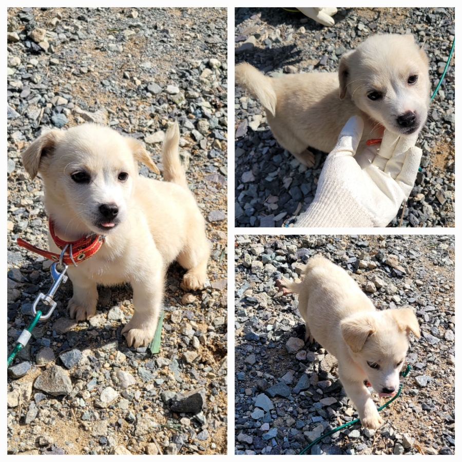 종료(입양) 믹스견…