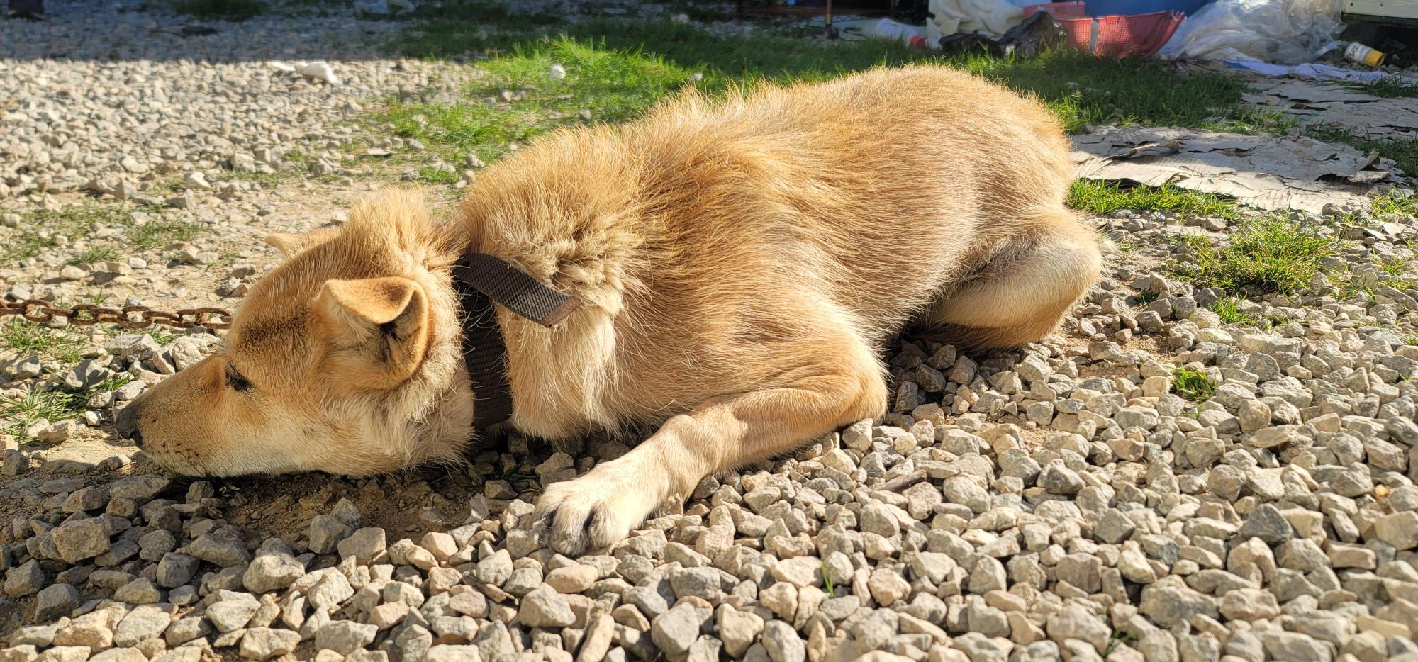 임실유기동물보호센터_445476202500424