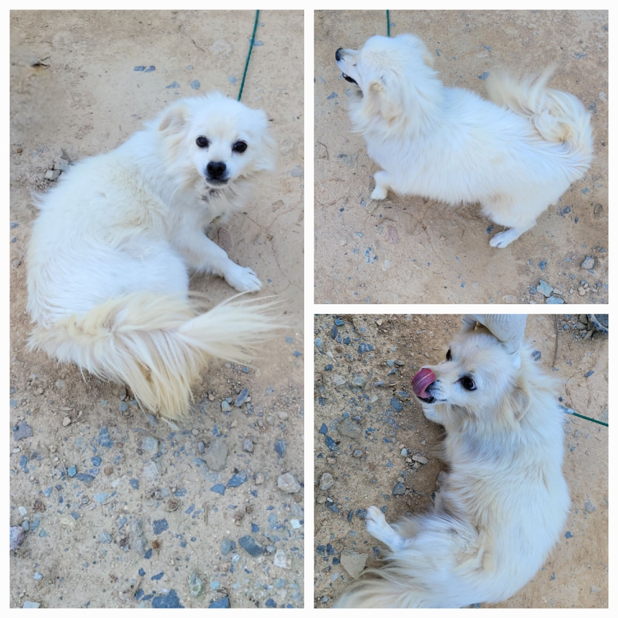 보호중 믹스견의 가…