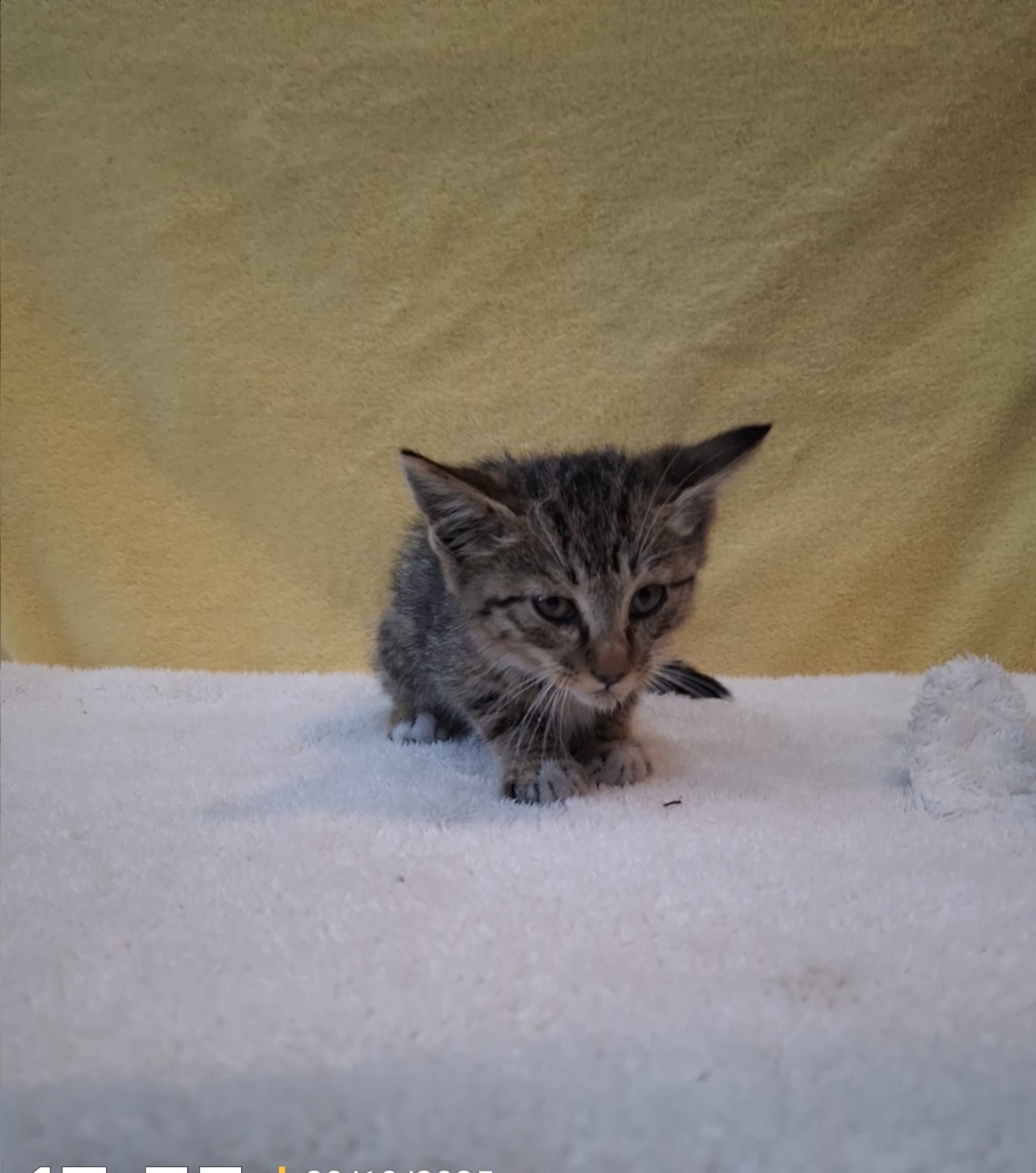 종료(자연사) 믹스…