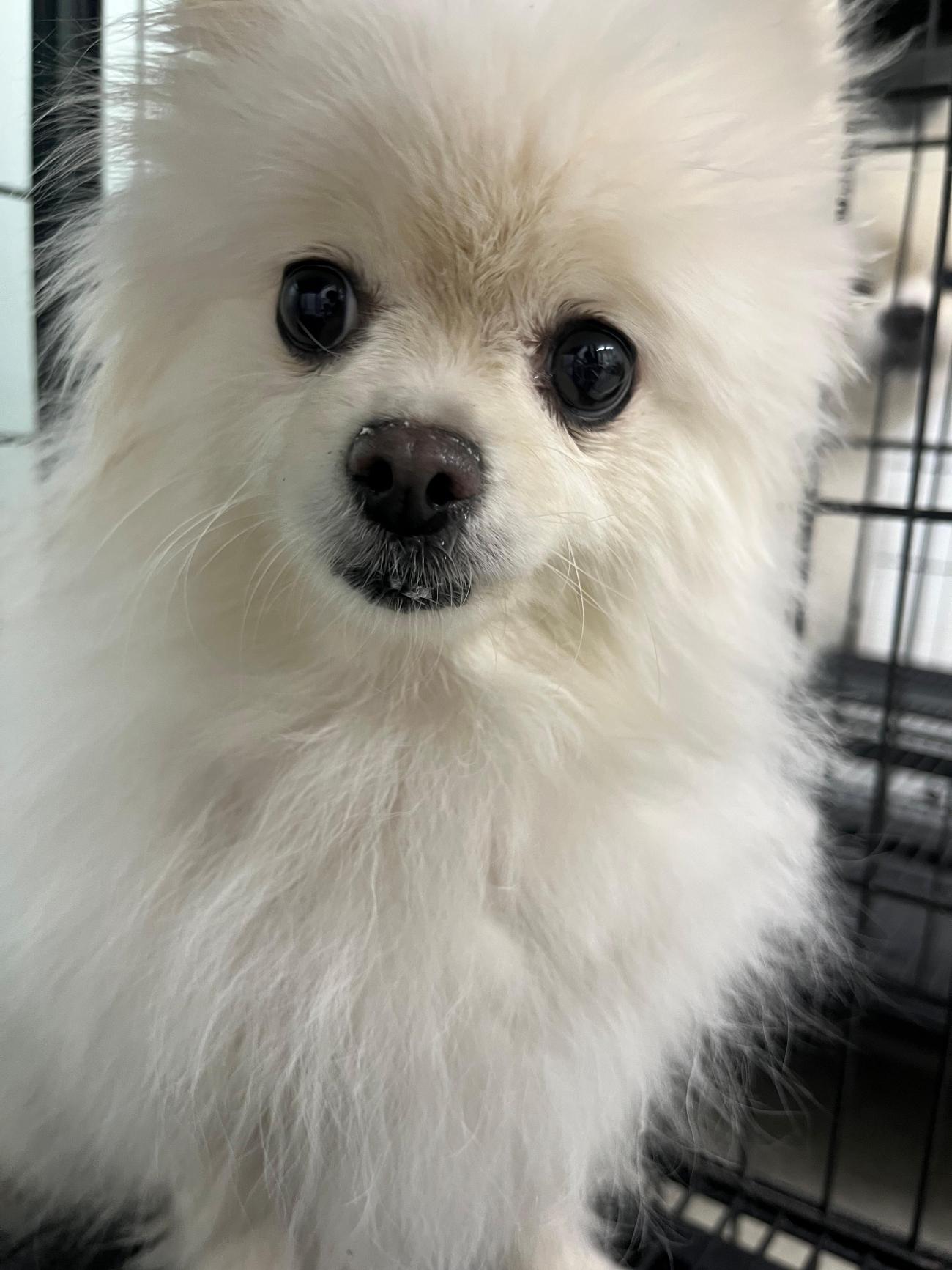 종료(반환) 포메라…