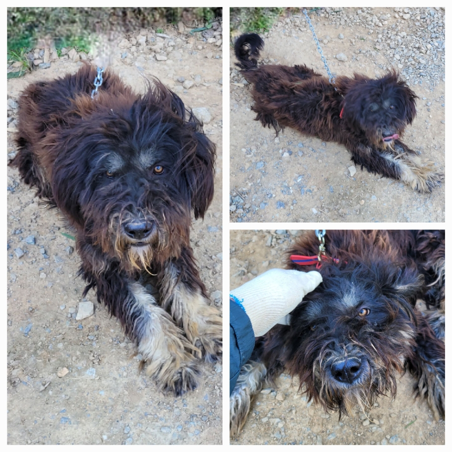 보호중 삽살개의 가…