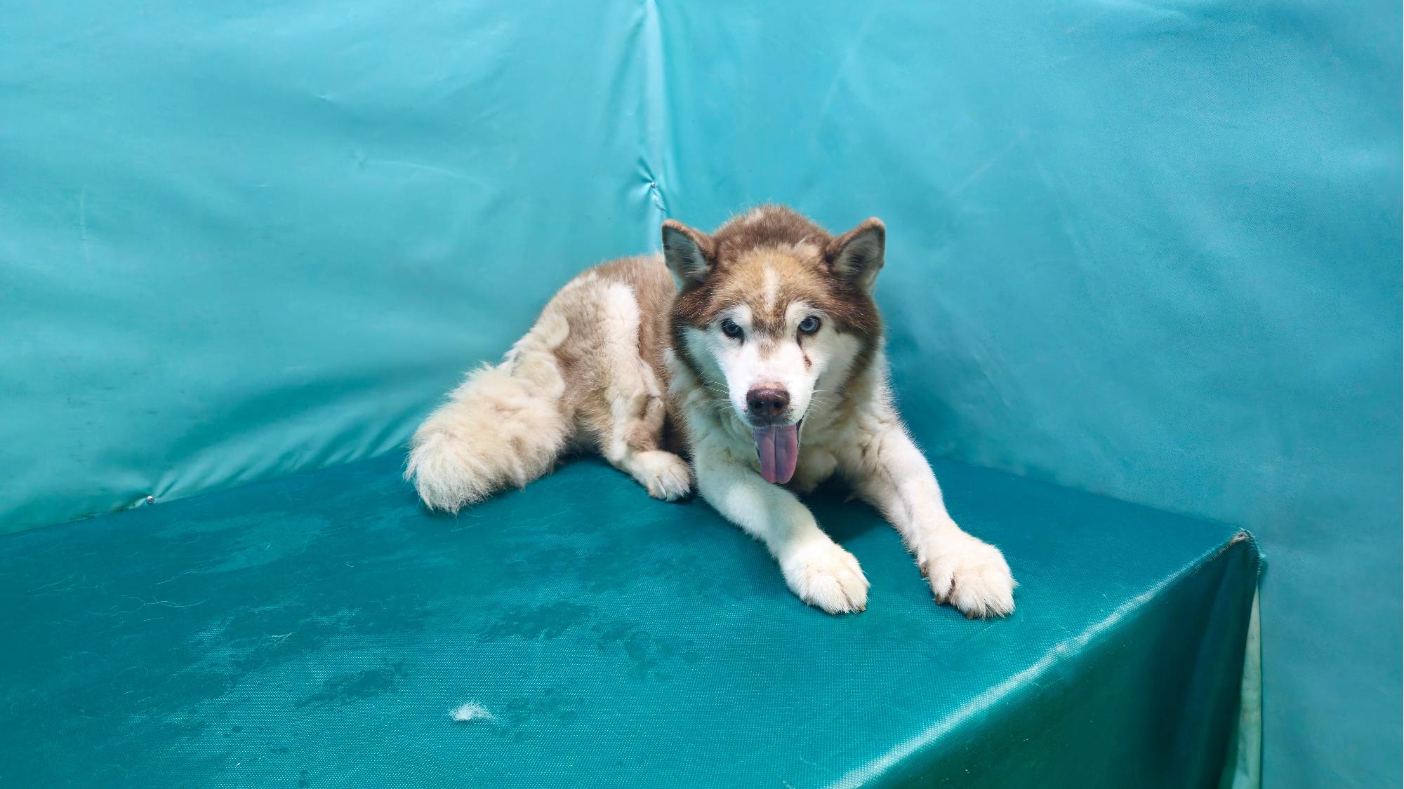 경산시유기동물보호소_447513202501277