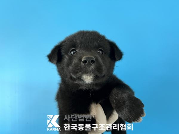 한국동물구조관리협회_441409202501525