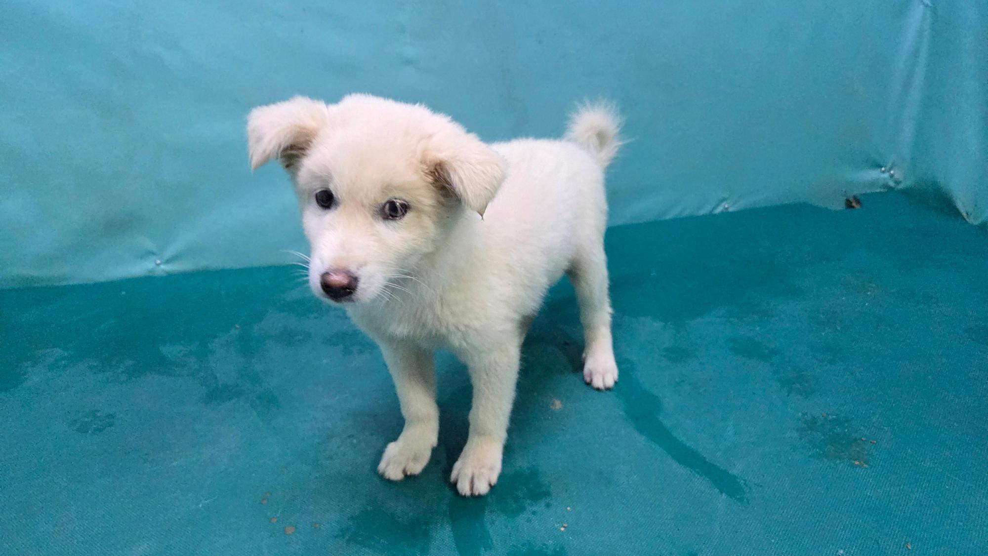 보호중 믹스견의 가…