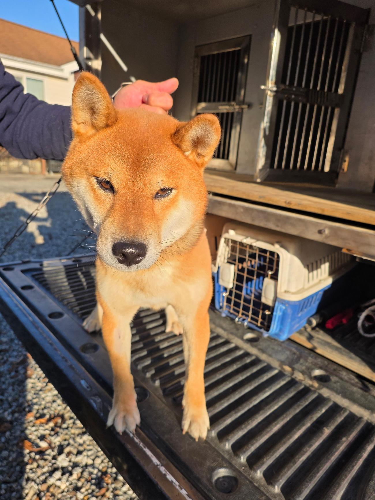 종료(반환) 믹스견…