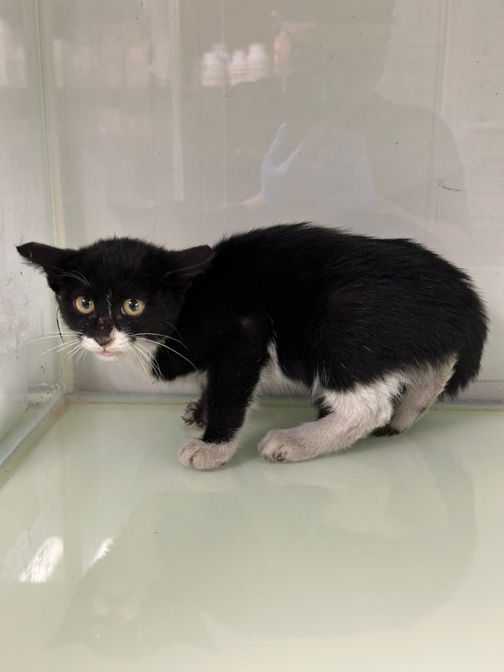 신공항동물병원_428349202500947