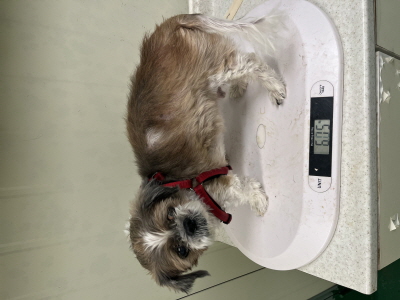 종료(반환) 시츄의…