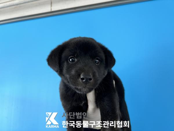 한국동물구조관리협회_441409202501526