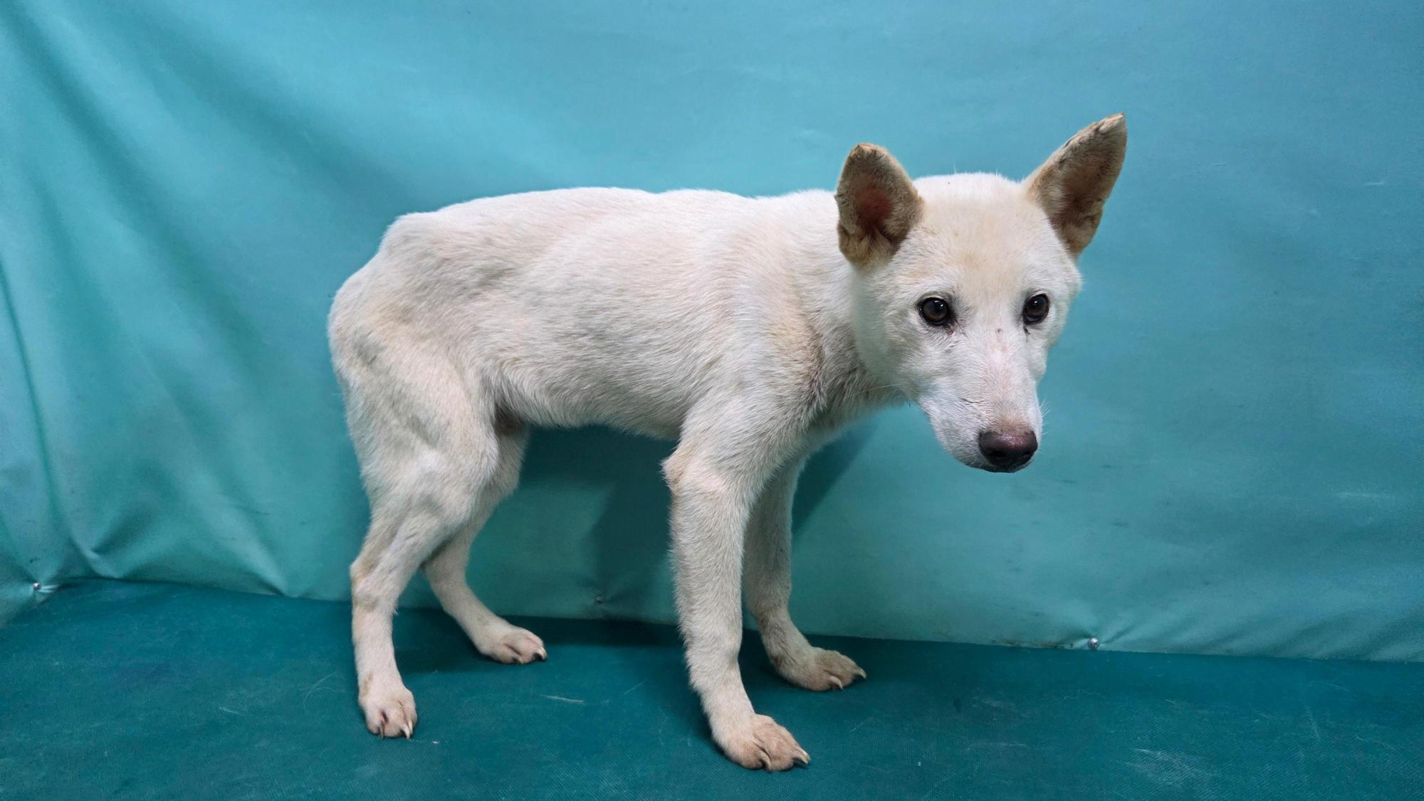 경산시유기동물보호소_447513202501279