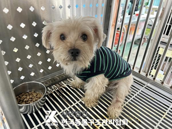 종료(반환) 요크셔…