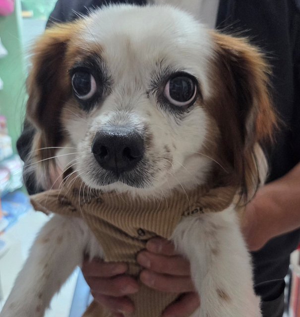 종료(반환) 믹스견…