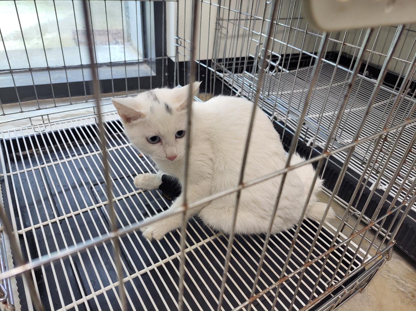 고양시동물보호센터_441394202502380