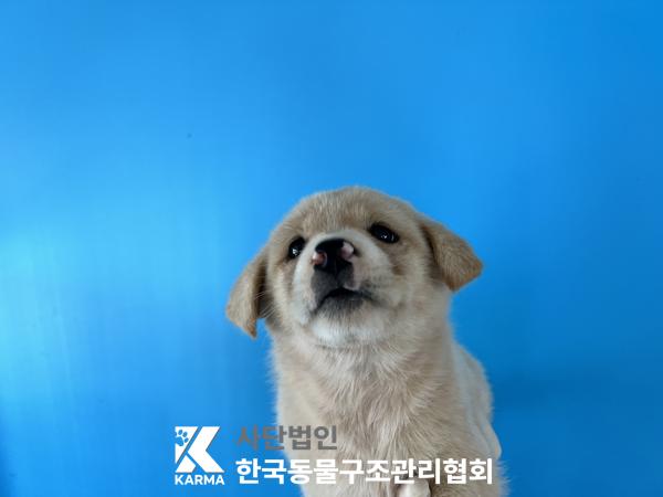 한국동물구조관리협회_441409202501528