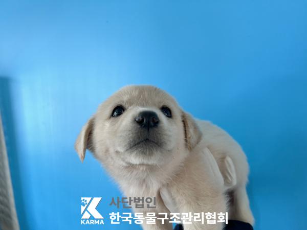 한국동물구조관리협회_441409202501527