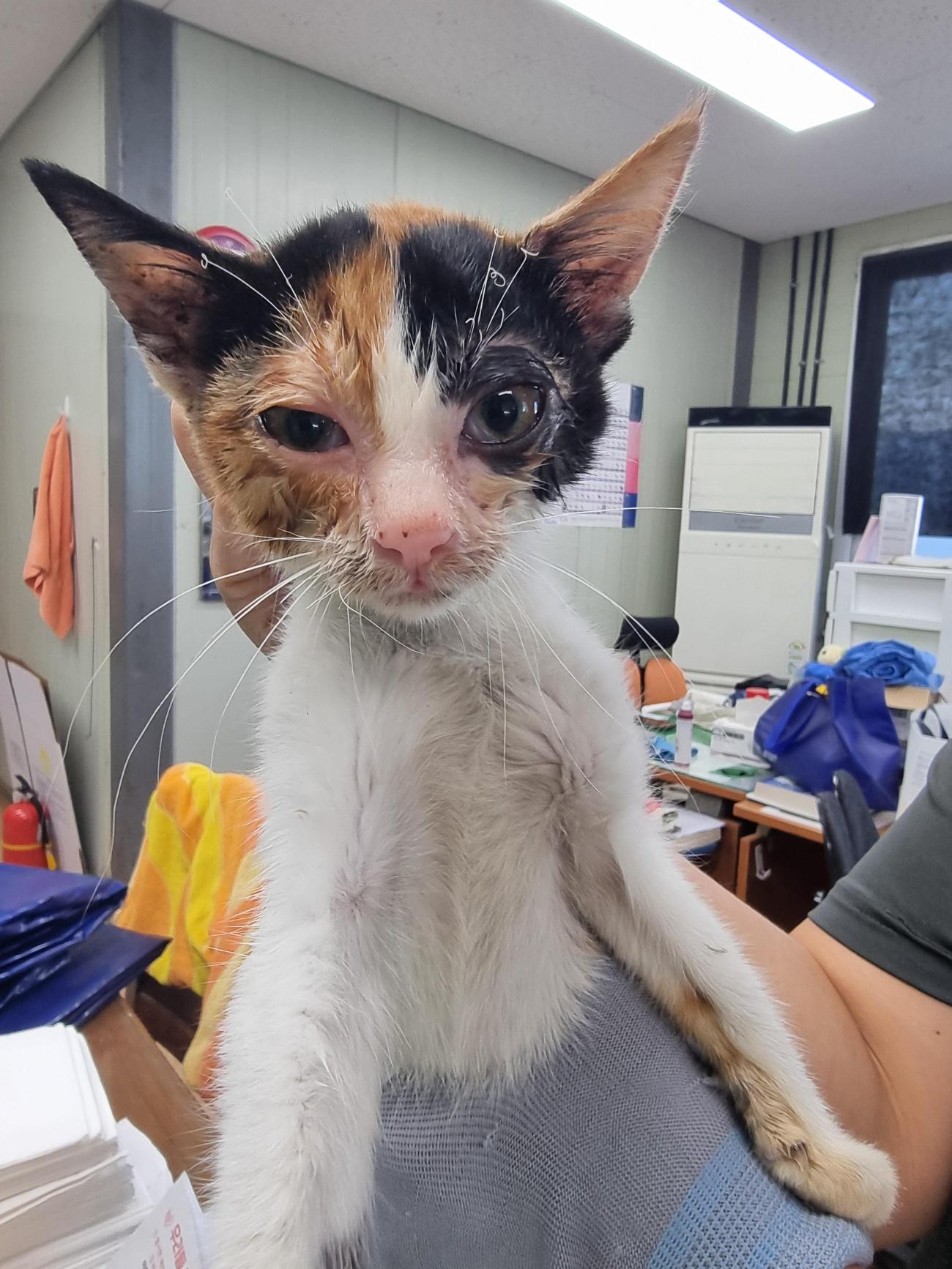 거제시동물보호센터_448537202501395