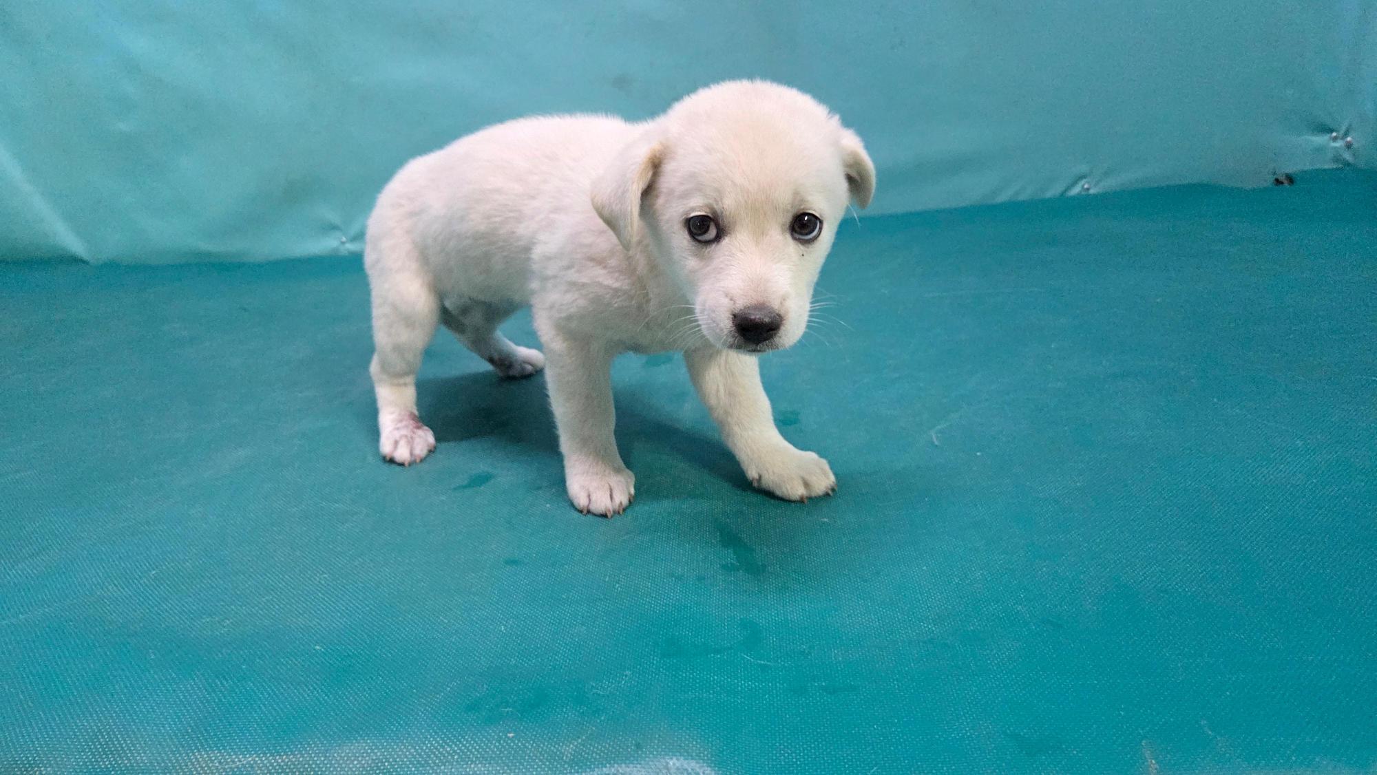 경산시유기동물보호소_447513202501274