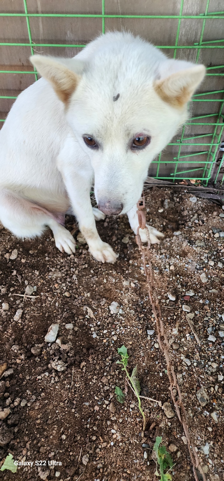 보호중 믹스견의 가…