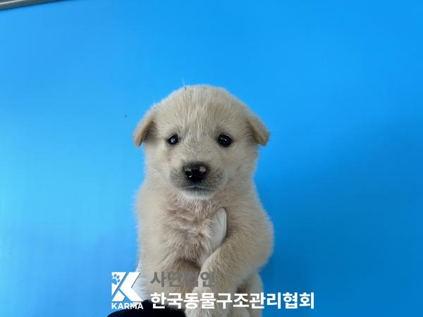 보호중 믹스견의 가…