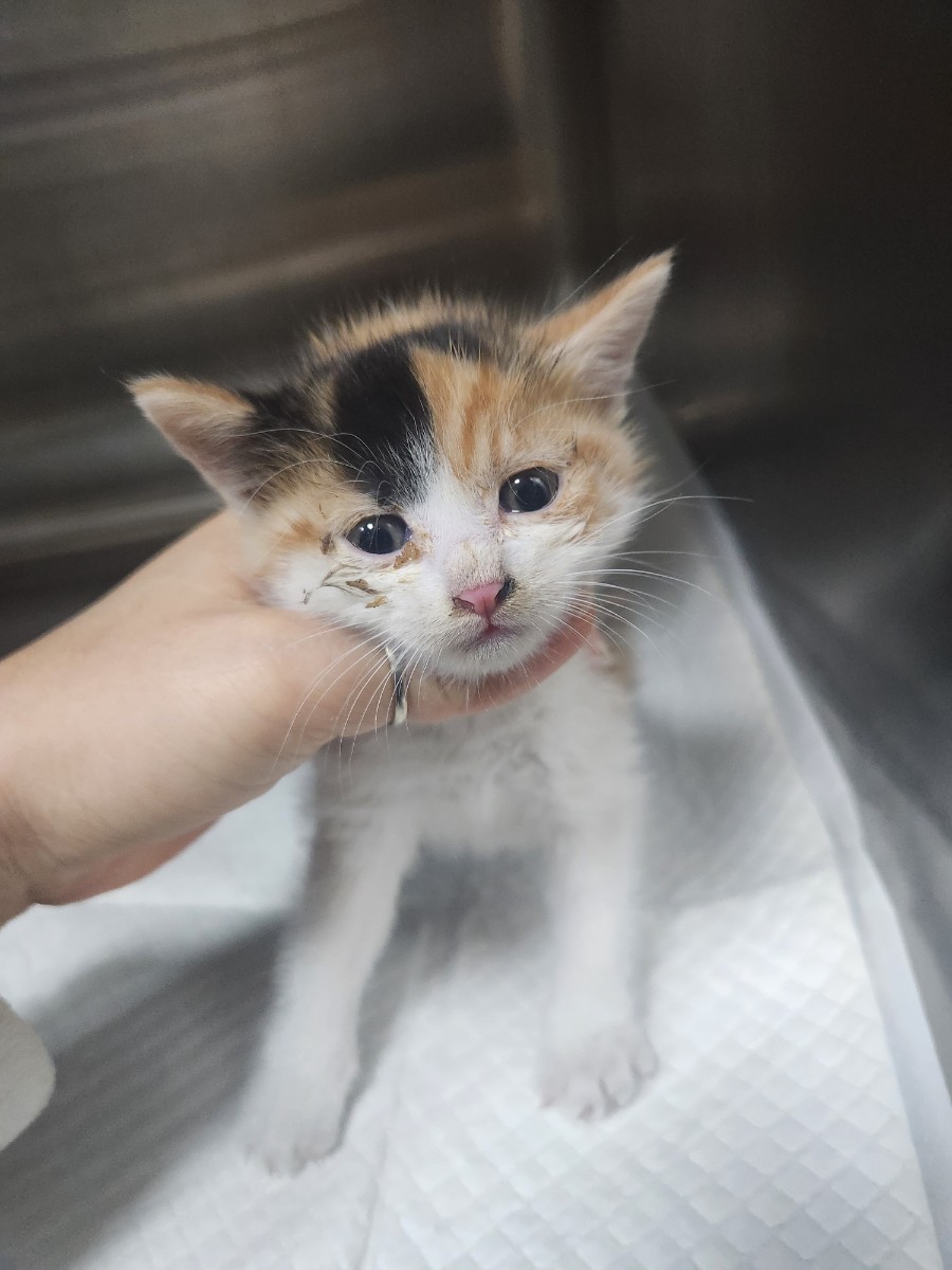 보호중 한국 고양이…