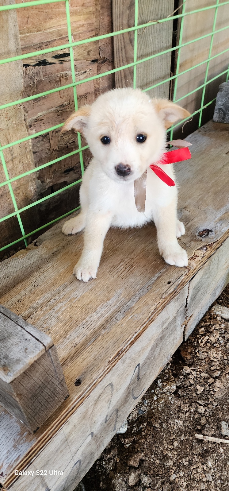 종료(입양) 믹스견…