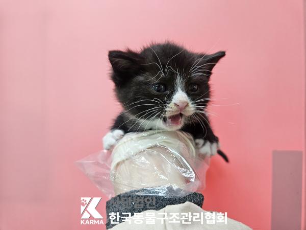 한국동물구조관리협회_411310202500743